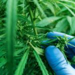 Empresa Edtech fatura R$ 1 mi com curso sobre cannabis medicinal